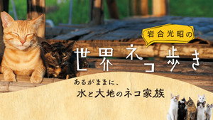 岩合光昭の世界ネコ歩き kép