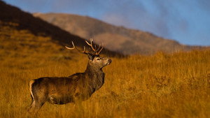 Highlands: Scotland's Wild Heart kép