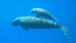 Big Pacific kép