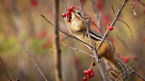 Autumnwatch New England 1. évad Ep.1 1. epizód
