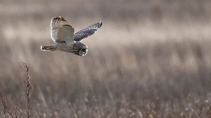Springwatch 18. évad Ep.4 4. epizód