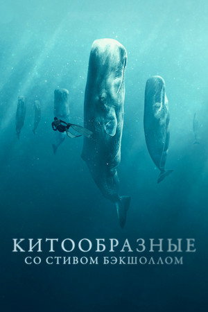 Whale with Steve Backshall poszter
