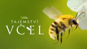 A méhek titkai kép