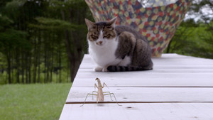 A Cat's-Eye View of Japan 2. évad Ep.11 11. epizód