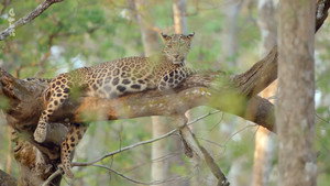 Destination Wild: India kép