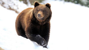Yellowstone: Wildest Winter to Blazing Summer 1. évad Ep.1 1. epizód
