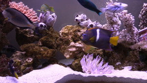 FishCenter Live kép