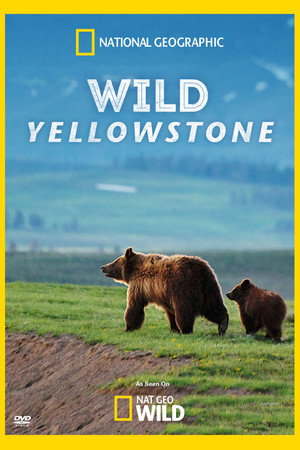 Vad Yellowstone poszter