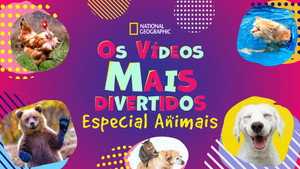 Amerika legviccesebb videói: Állatok kép