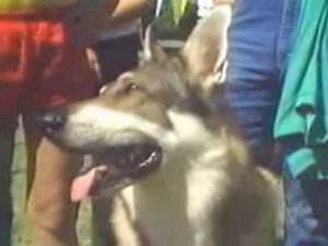 The Littlest Hobo 3. évad Ep.9 9. epizód