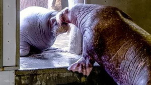 Expédition Pairi Daiza 7. évad Ep.7 7. epizód