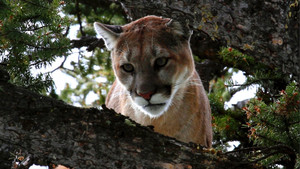 Ninja of the Rockies kép
