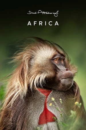 A varázslatos Afrika poszter