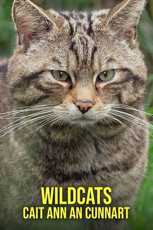 Wildcats: Cait ann an Cunnart 1. évad (2025-01-08) poszter