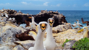 Galápagos - David Attenborough sorozata kép