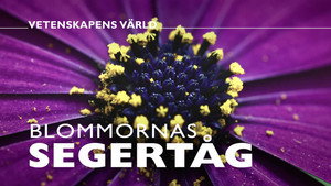 Vetenskapens värld 48. évad Ep.28 28. epizód