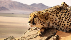 Big Cats: An Amazing Animal Family kép