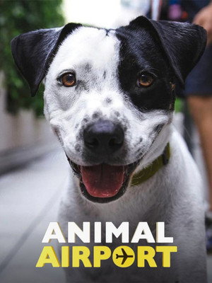 Animal Airport poszter