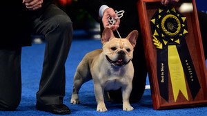 The National Dog Show kép