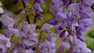 The A to Z of TV Gardening 1. évad Ep.23 23. epizód