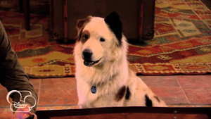 Dog with a Blog 1. évad Ep.19 19. epizód
