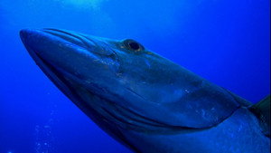 The Magic of the Big Blue. Seven Continents 1. évad Ep.2 2. epizód