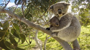 Secret Life of the Koala kép