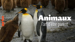 Wilde Eltern kép