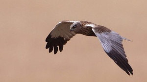 Springwatch 12. évad Ep.2 2. epizód