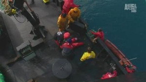Whale Wars 1. évad Ep.6 6. epizód