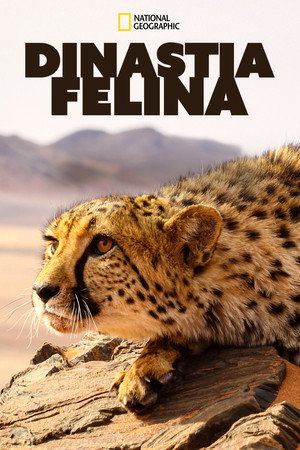 Big Cats: An Amazing Animal Family poszter