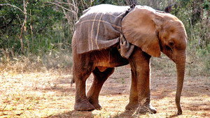 Elephant Diaries 1. évad Ep.2 2. epizód