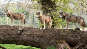 Animal Park 26. évad Ep.9 9. epizód