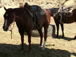 Jackass 1. évad Ep.6 6. epizód
