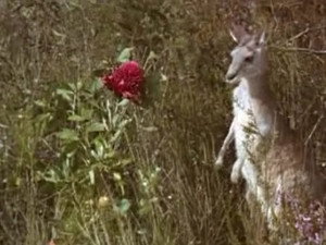 Skippy the Bush Kangaroo 3. évad Ep.13 13. epizód