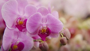 Gardening Australia 36. évad Ep.25 25. epizód
