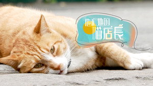 他和她的喵店长 kép