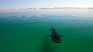 Big Pacific kép