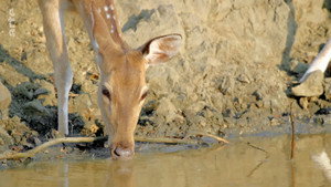 Destination Wild: India kép