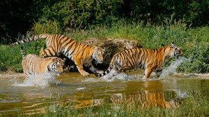 Animal Park 25. évad Ep.5 5. epizód