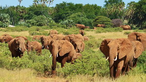 Nature's Epic Journeys kép