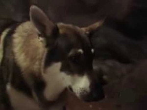 The Littlest Hobo 4. évad Ep.7 7. epizód