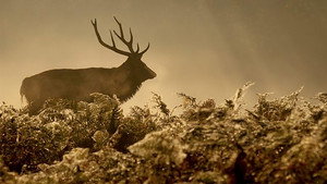Autumnwatch 10. évad Ep.4 4. epizód