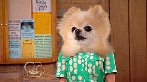 Dog with a Blog 1. évad Ep.4 4. epizód