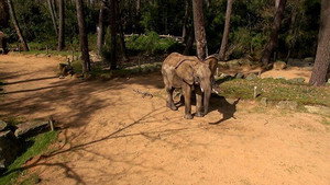 Une saison au zoo 2. évad Ep.26 26. epizód