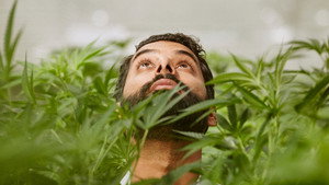 Weediquette kép