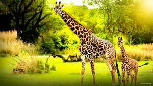 Magic of Disney's Animal Kingdom kép