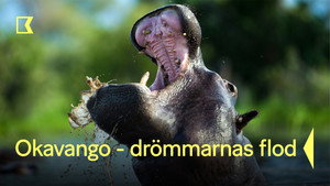 Okavango: River of Dreams kép