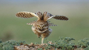 Great Plains: America's Lingering Wild kép
