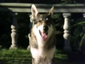 The Littlest Hobo 4. évad Ep.4 4. epizód